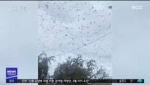 [뉴스터치] 호주 도시 점령한 30만 마리 박쥐