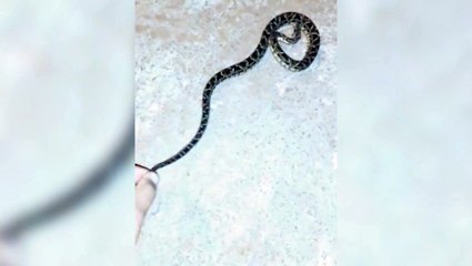 Crianças encontram cobra em rua do Jardim Montreal