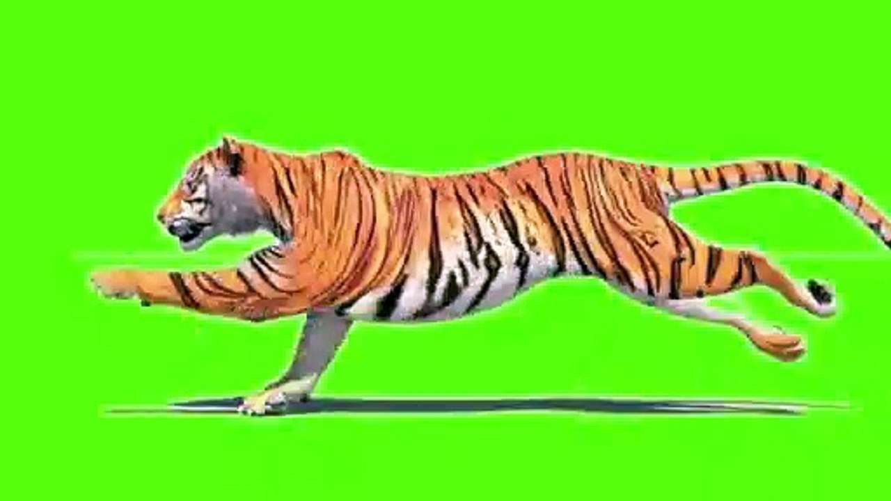 4K  footage tiger run green screen effect | green screen video | HD FHD 4K  tiger run cycle
