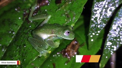 After 18 Years, Glass Frogs Spotted Again In Bolivia