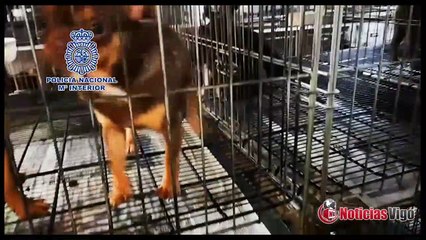 A Policía Nacional desmantela dous criadeiros ilegais de  chihuahuas e rescata 270 cans
