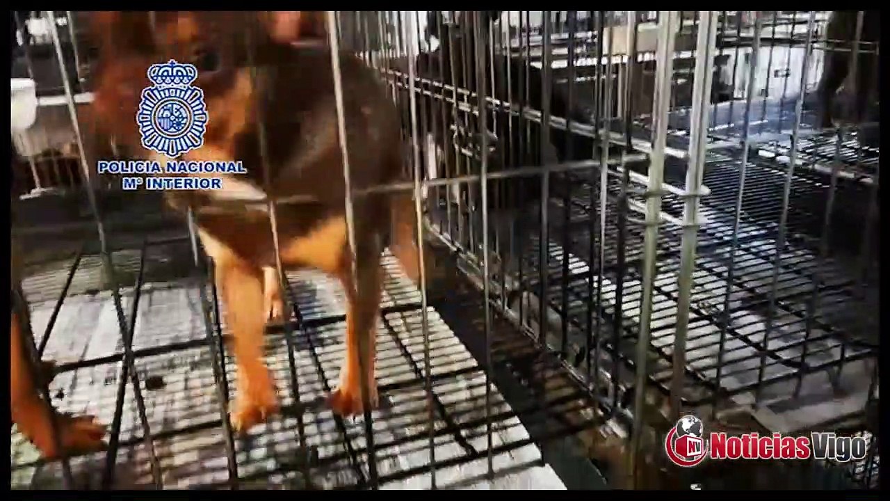 A Policía Nacional desmantela dous criadeiros ilegais de  chihuahuas e rescata 270 cans