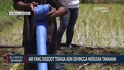 Ratusan Hektar Sawah Kekeringan di Musim Hujan
