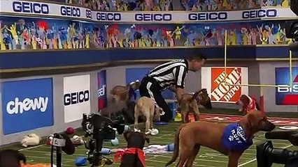 Forget the Super Bowl, here's the Puppy Bowl