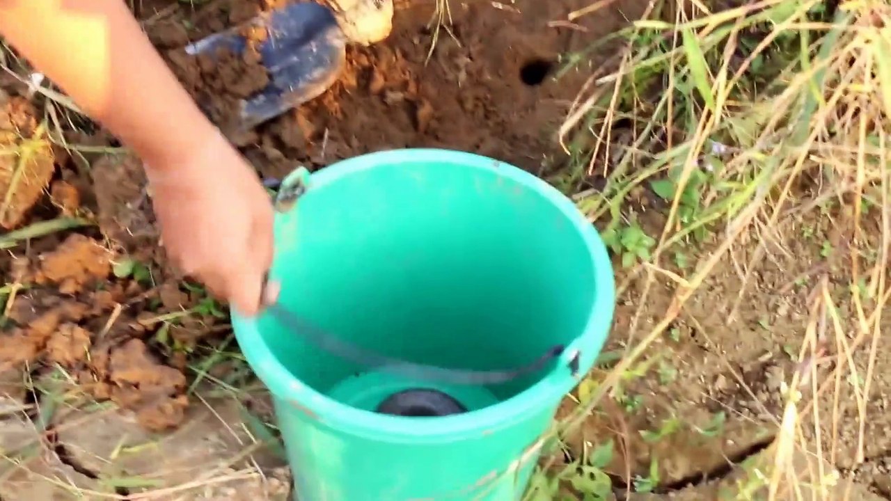 Amazing catches snake In Battambang - How To Catches snakes in Cambodia Traditional
