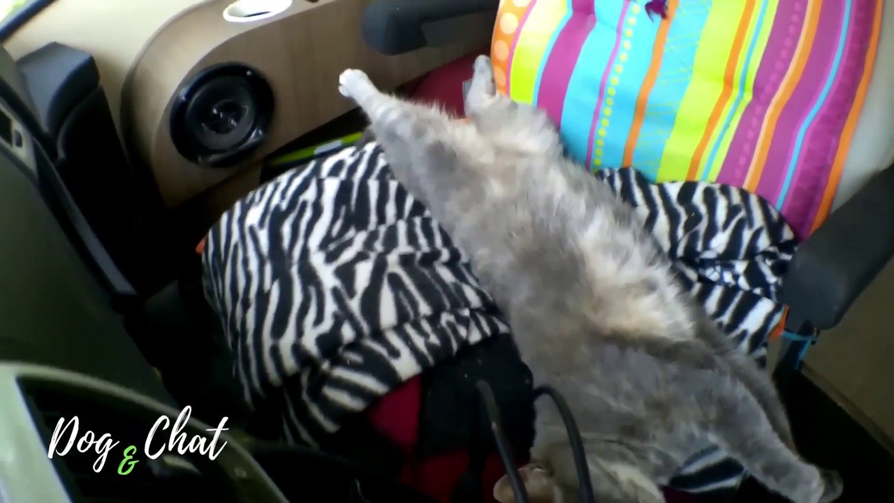 UN CHIEN ET UN CHAT EN VOYAGE - DOG&CHAT