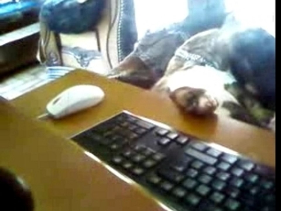mon bull posé