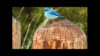 Blue Bird Compilation - Nature is Awesome || Beautiful Mountain Bluebird!! So CUTE!!