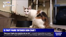 Pourquoi vous devez faire tatouer votre chat