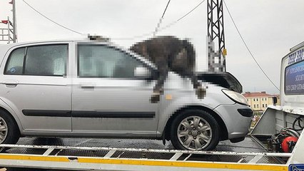 İstanbul’da korkunç kaza! 3 ata çarptı...