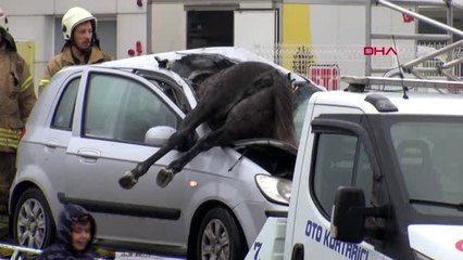 Büyükçekmece d-100 karayolu'nda otomobil atlara çarptı