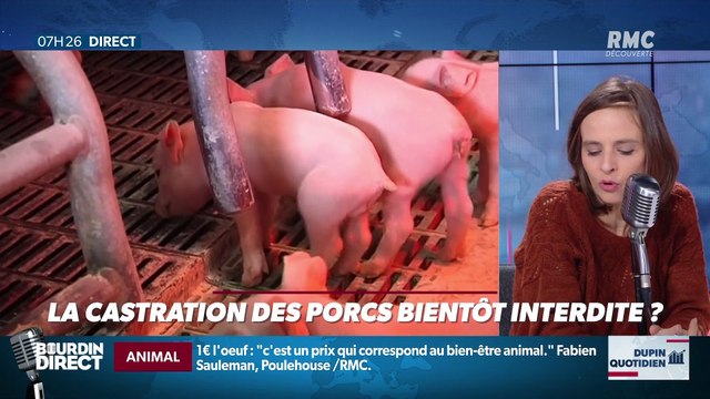 Dupin Quotidien : La castration des porcs bientôt interdite ? - 28/01