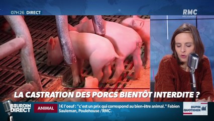 Dupin Quotidien : La castration des porcs bientôt interdite ? - 28/01