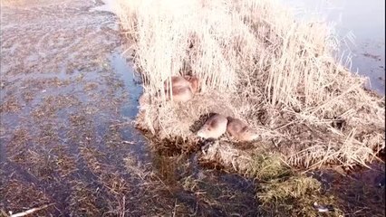 Su maymunları Ağrı Dağı Milli Parkı'nı mesken tuttu