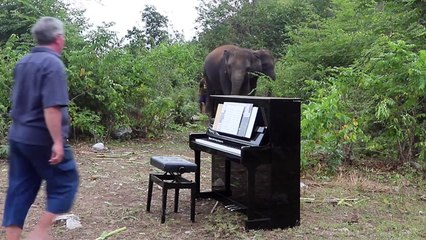 Un éléphant  aveugle danse au son d’une musique apaisante jouée par un pianiste.