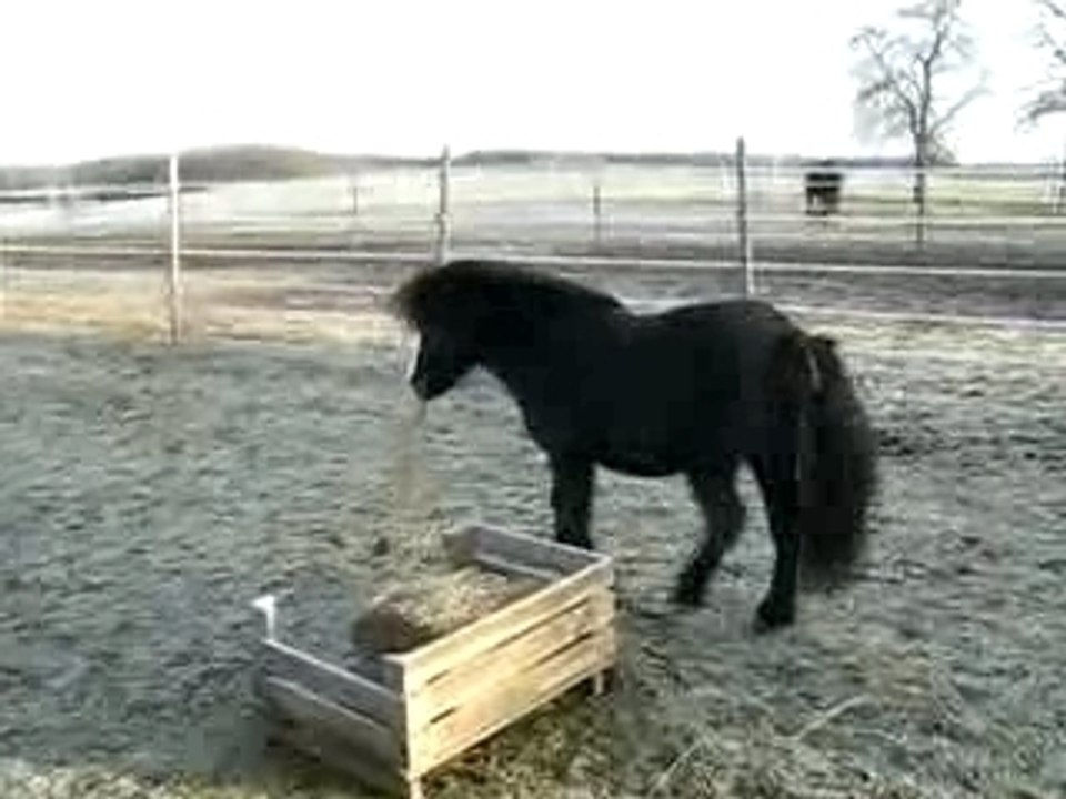 CHEYENNE