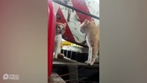 Two Stray Cats Have 'Serious Talk'