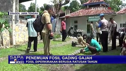 Petani Menemukan Batu yang Diduga Potongan Fosil Gading Gajah Purba