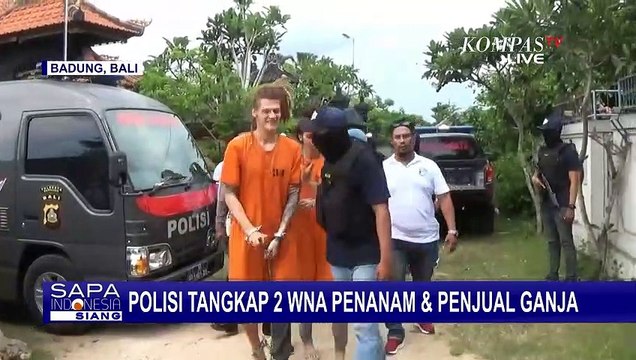 WNA Asal Rusia Nekat Tanam dan Jual Ganja di Indonesia, Sekali Panen 6 Kg