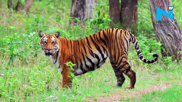 After PM Modi, Rajinikanth to feature in Bear Grylls' 'Man Vs Wild' episode