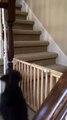 Dog Springs Over Staircase Gate With Ease