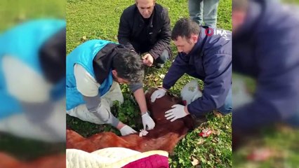 Aç bırakıp ölüme terk ettiler, yaralı halde bulundu