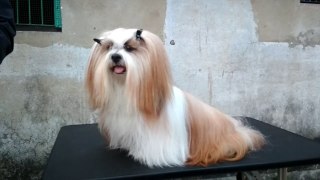 Very Cute  Lhasa Lhasa Apso in a dog show