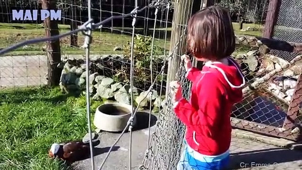 HAVING_A_BORED_DAY_?_Funniest_Animals_Scared_People_Reaction_of_2019_Weekly__Funny_Animal_Video