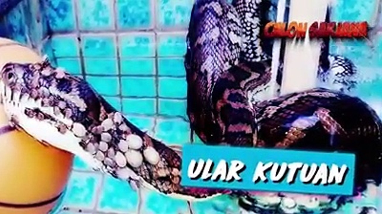 Mengenaskan, Binatang ini Berhasil Ditemukan Dalam Kondisi Yang Sangat Menakutkan