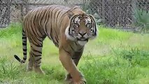 Free Stock Footage Tiger Prowls