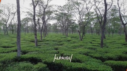 "JALPAIGURI" Top 10 Tourist Places | Jalpaiguri Tourism | WEST BENGAL | INDIA