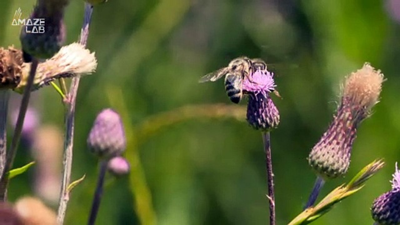 Marijuana Could Save the Bees