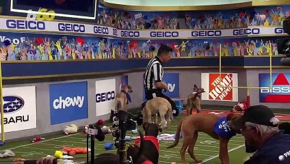 Puppy Bowl XVI, the Best Thing to Watch Before the Super Bowl