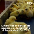 Bien-être animal : quelles nouvelles avancées ?