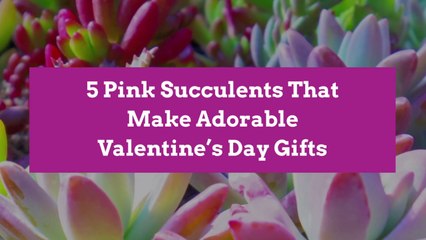 5 Pink Succulents That Make Adorable Valentine’s Day Gifts