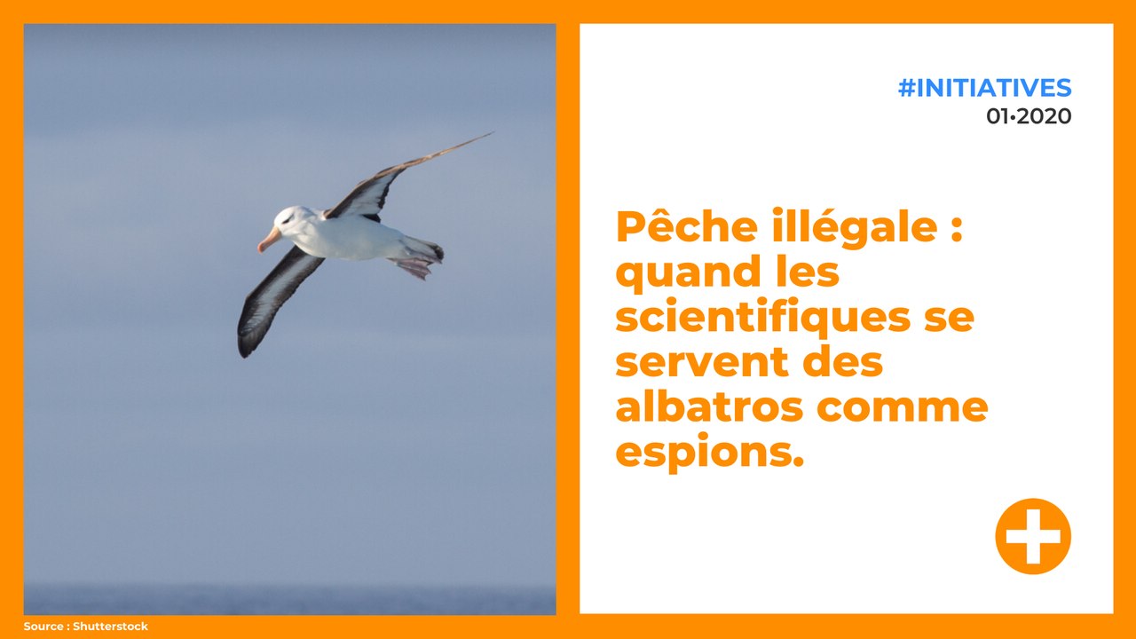 Pêche illégale : quand les scientifiques se servent des albatros comme espions