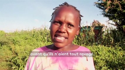 Afrique : le criquet pèlerin dévaste les cultures