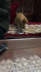 Cute Cat Plays on Smartphone