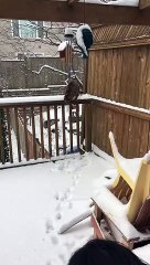 Cat Trying to Catch Snowballs
