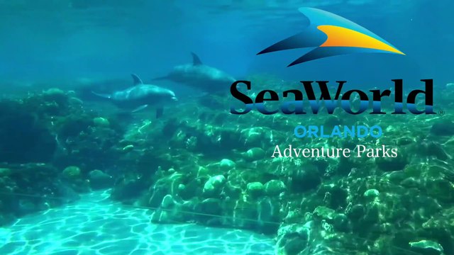 Театр дельфинов / SeaWorld Orlando, Dolphin Days