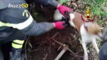 Puppies Pop Out from Underground After Being Rescued