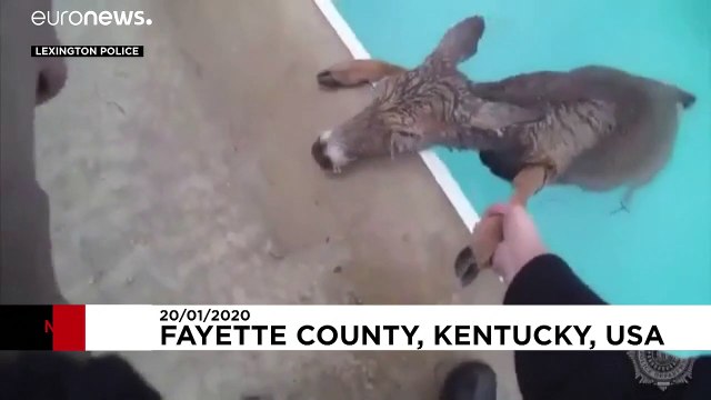 Cervo salvato in una piscina
