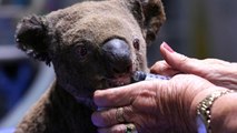 Australia's Kangaroo Island Is Seeking Volunteers to Feed Koalas Injured in Bushfires