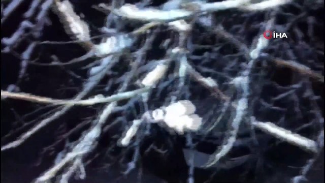 Gercüş’te yüz yıllık ağaç otomobilin üzerine devrildi