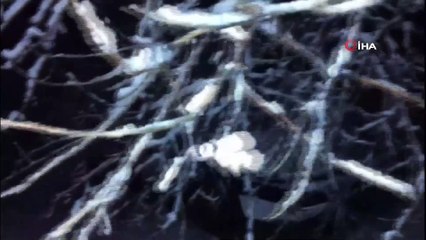 Gercüş’te yüz yıllık ağaç otomobilin üzerine devrildi