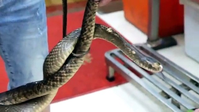 Chinese Street Food - GIANT SNAKE SOUP Guangdong China