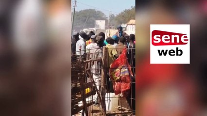 Déguerpissement à Rufisque : Ça chauffe entre éléments du Gmi et éleveurs du daral