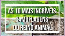 As 10 mais incriveis CAMUFLAGENS do Reino Animal