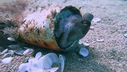 Baby Octopus Makes Home from Aluminum Can