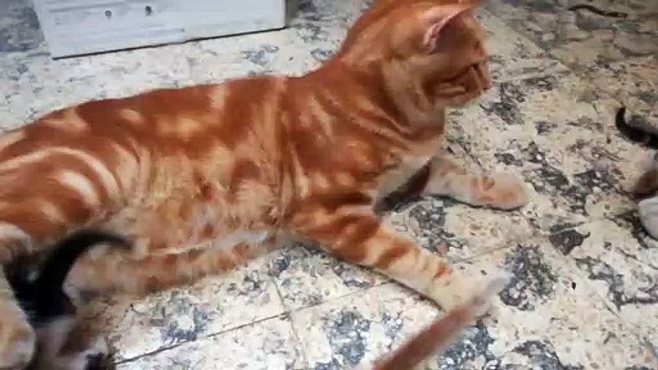 Kitties Mistake father For Breastfeeding